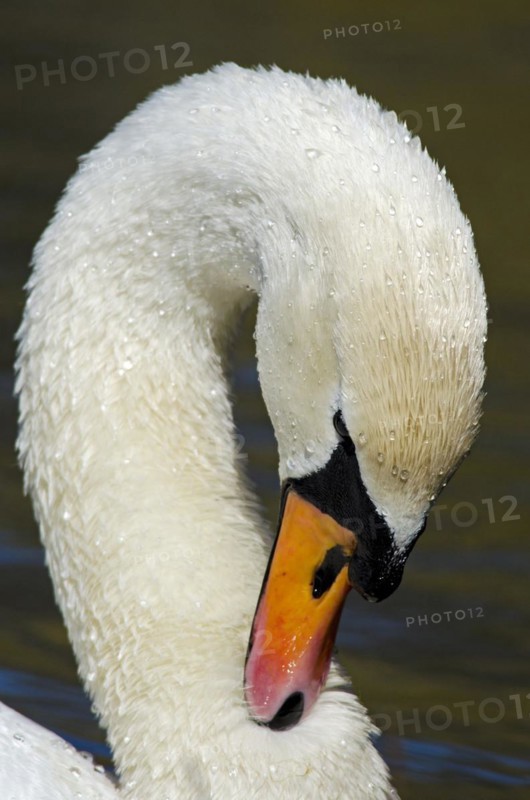 Mute swan