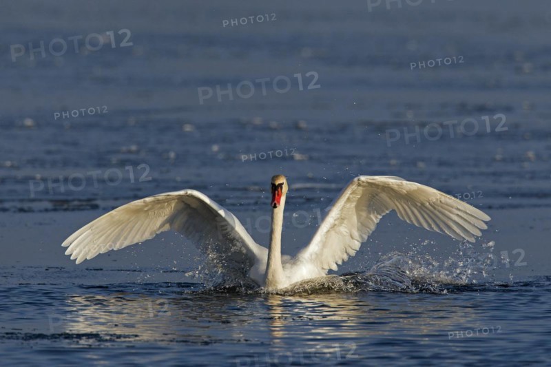 Mute swan