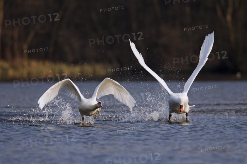 Territorial Mute swan