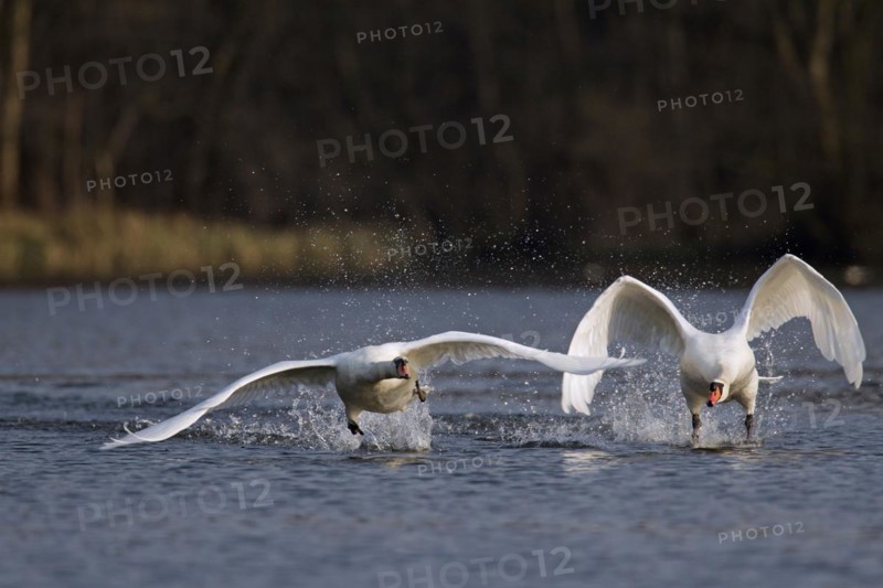 Territorial Mute swan