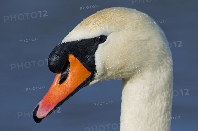 Mute swan