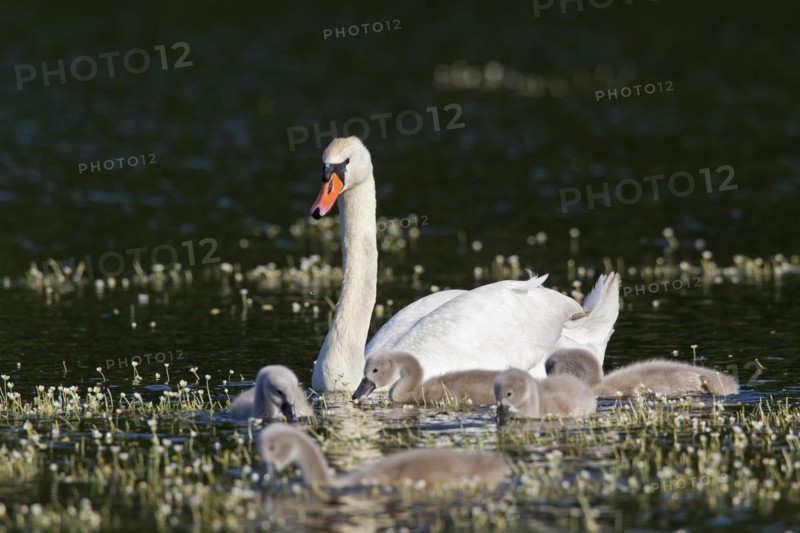 Mute swan