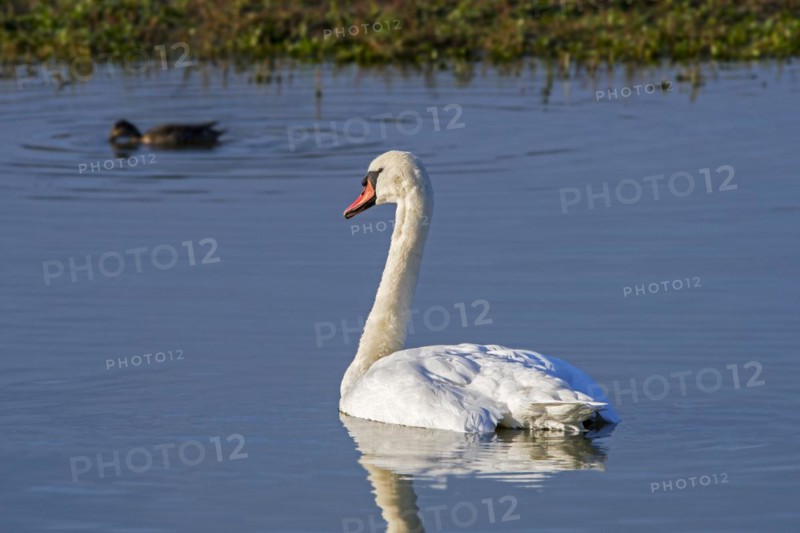 Mute swan