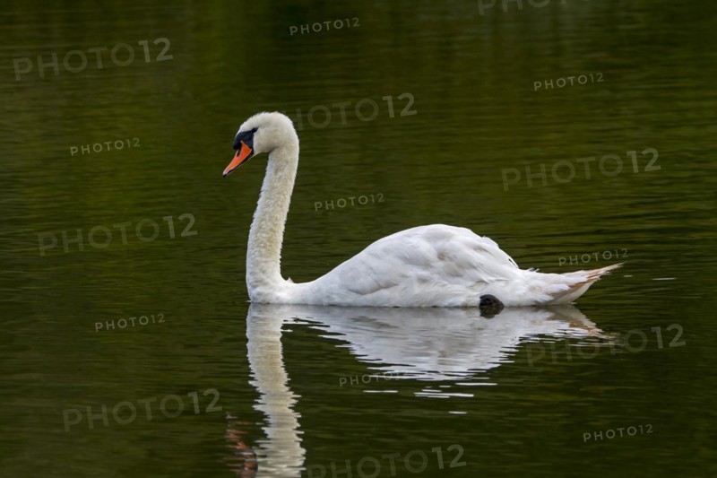 Reflection of mute swan
