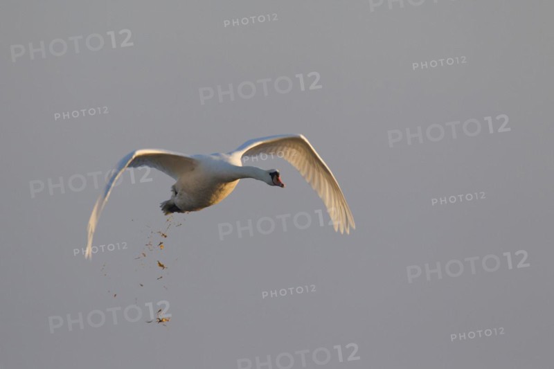 Mute swan