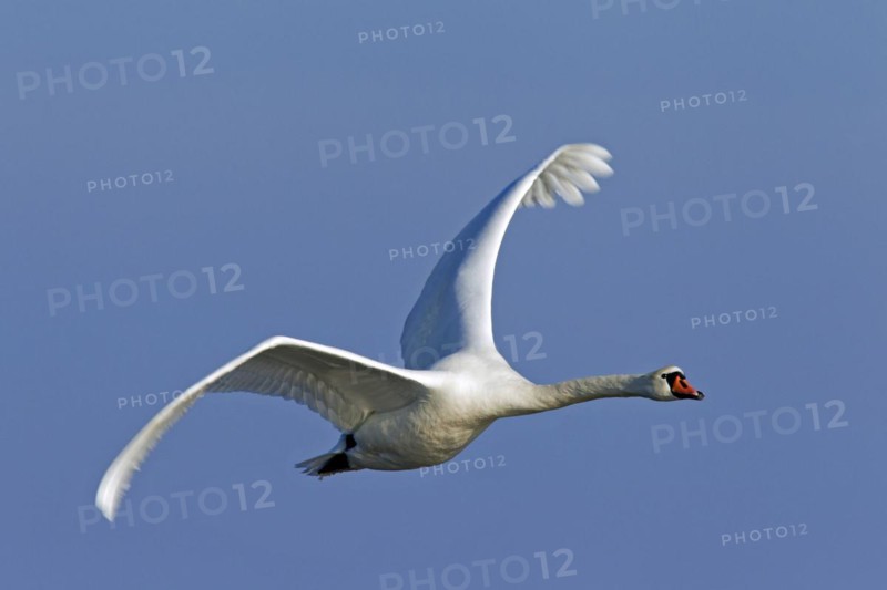 Mute swan
