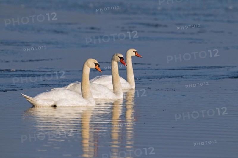 Mute swans