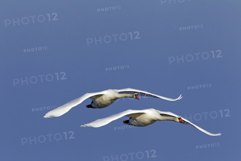 Two Mute swans
