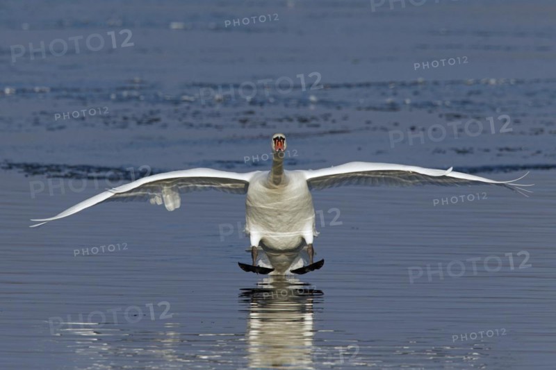 Mute swan
