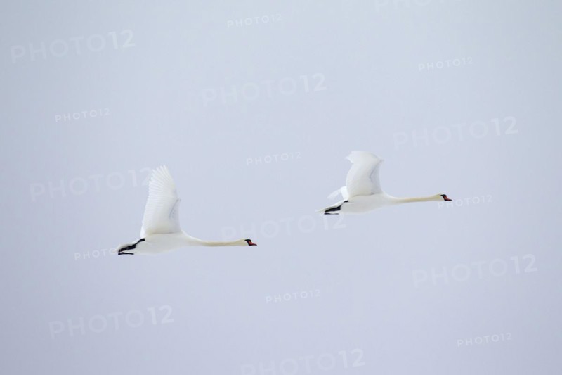 Two mute swans