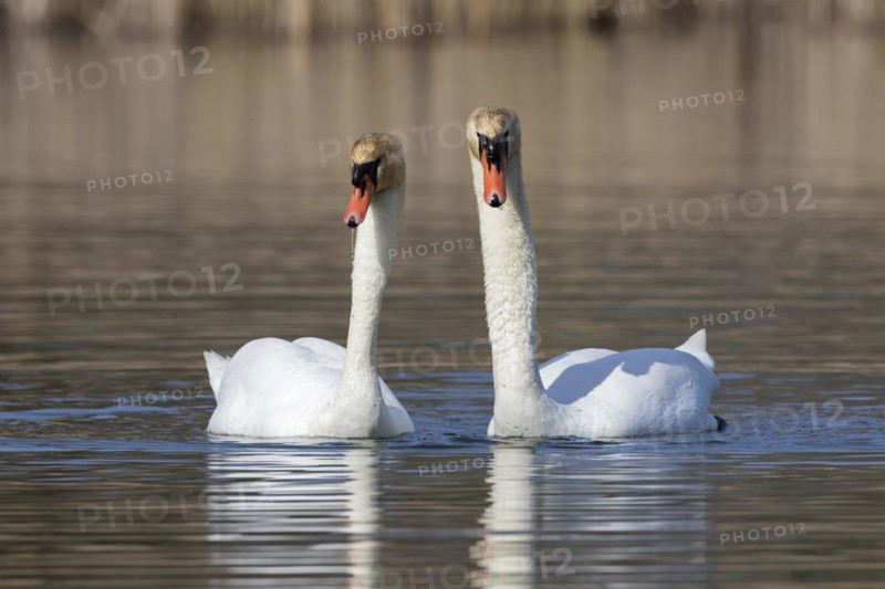 Mute swan