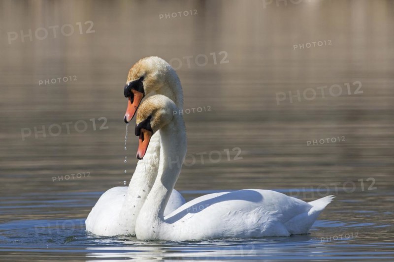 Mute swan