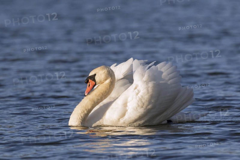 Territorial mute swan