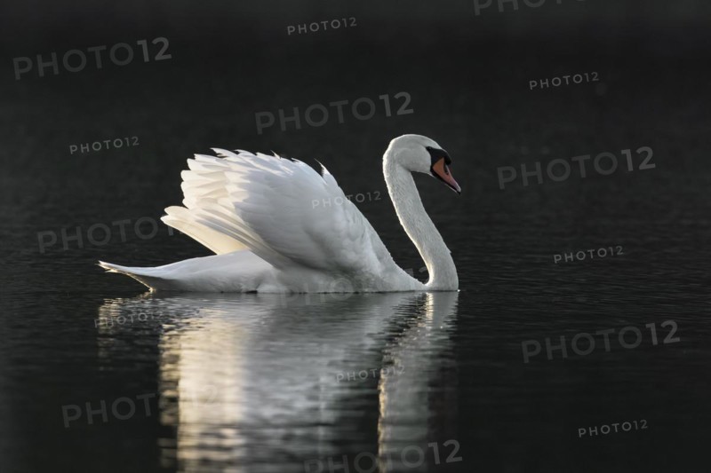 Territorial mute swan