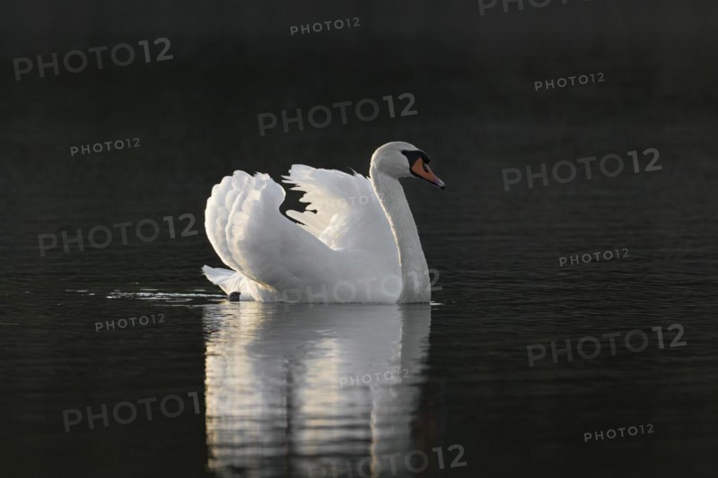 Territorial mute swan