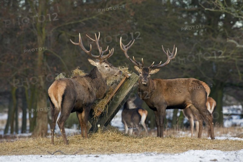Red deer