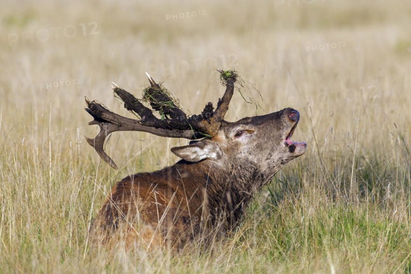 Red deer