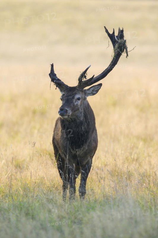 Red deer
