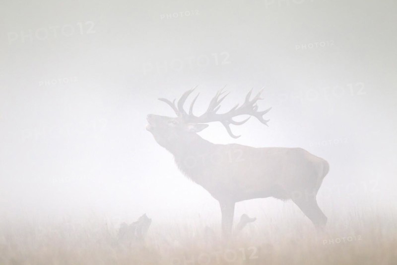 Red deer