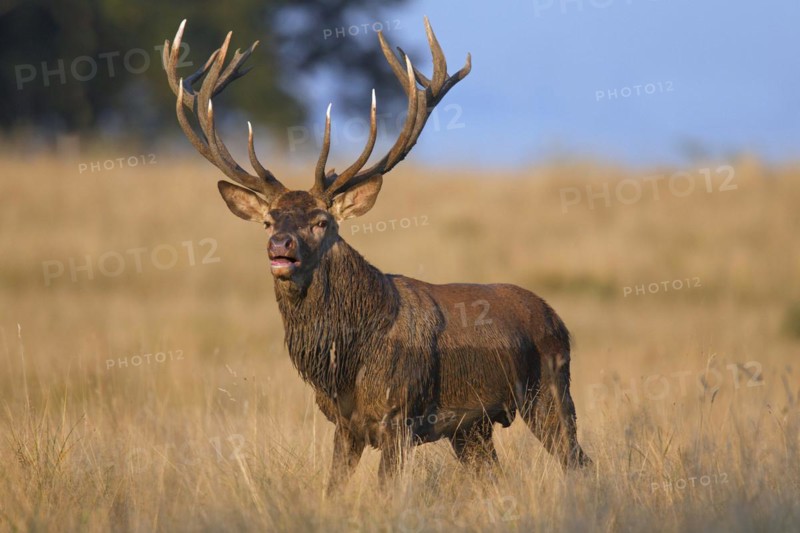 Red deer