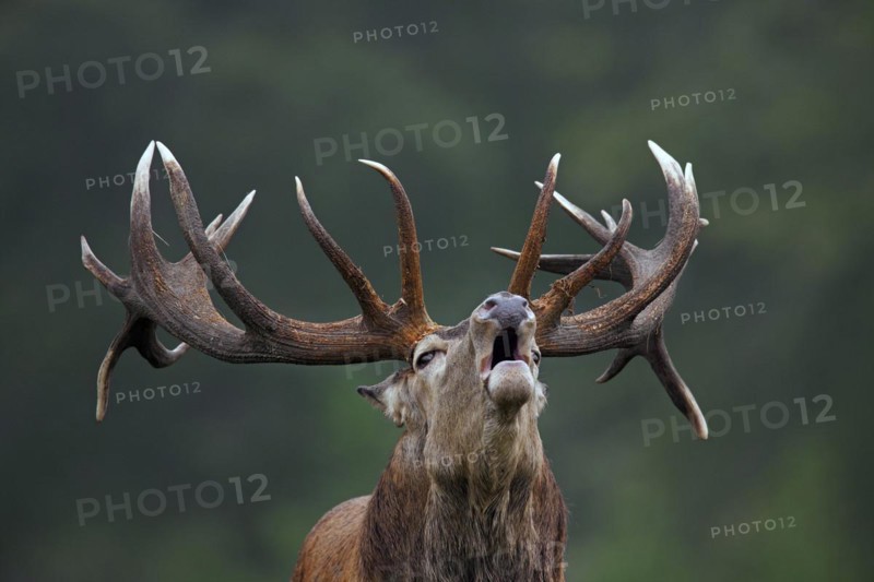 Close up of red deer