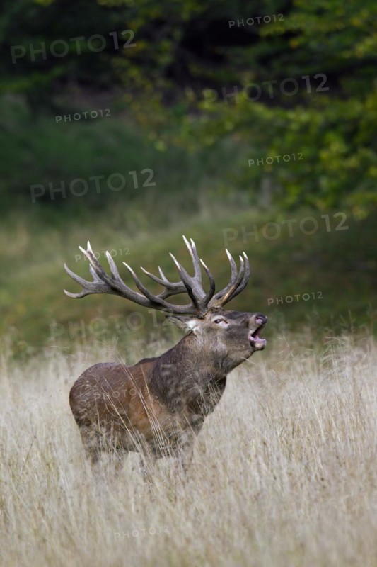 Red deer