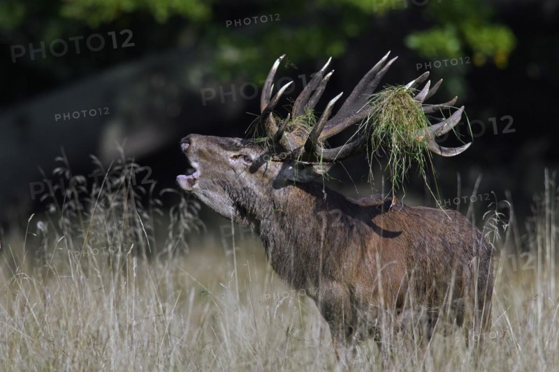 Red deer