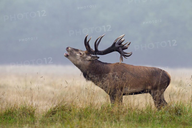 Red deer