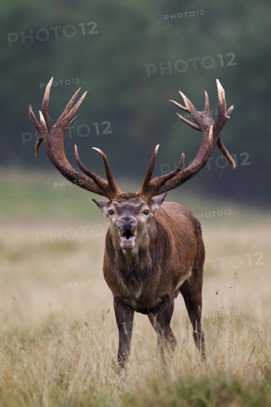 Red deer