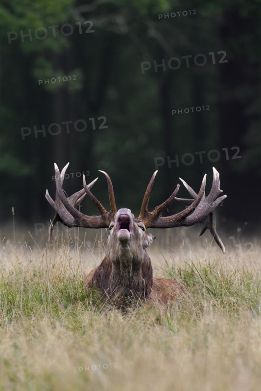 Red deer
