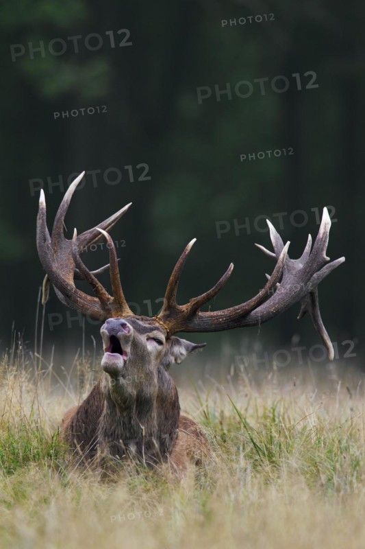 Red deer