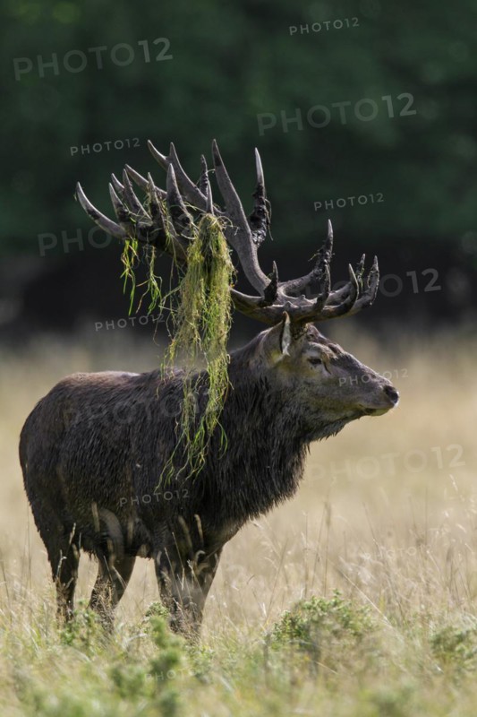 Red deer