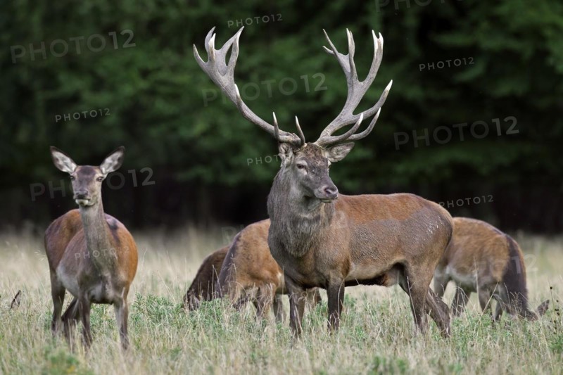 Red deer