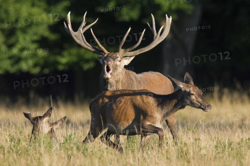 Red deer