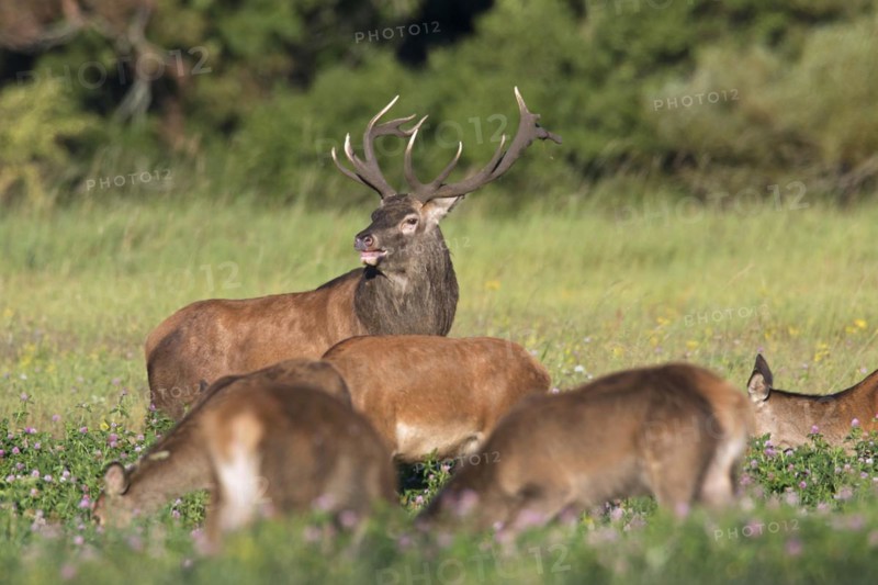 Herd of red deer