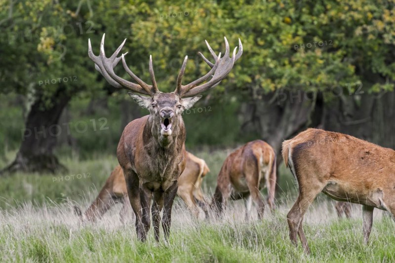 Red deer