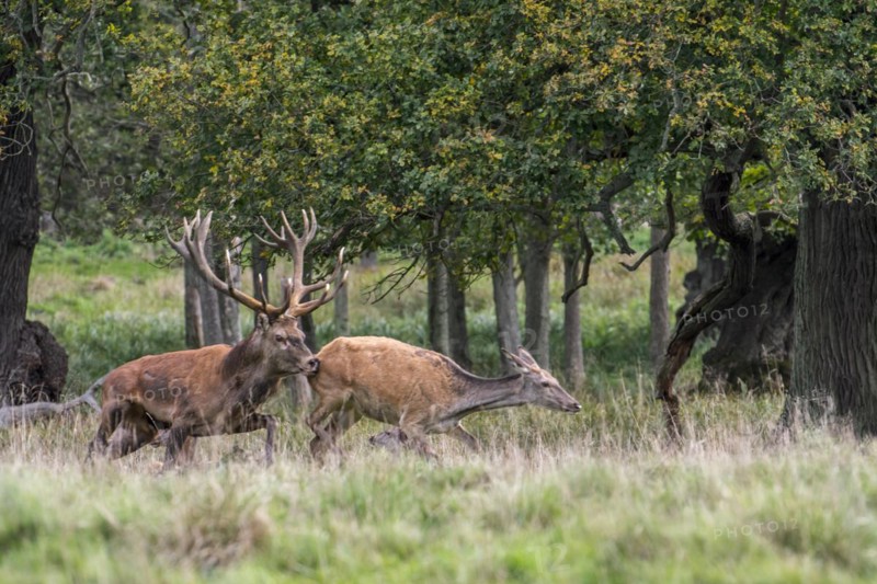 Red deer