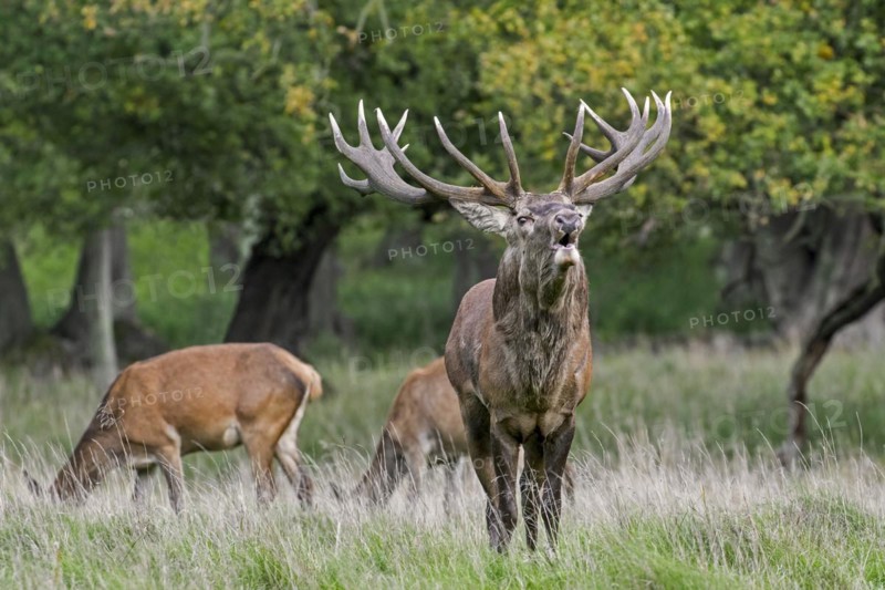 Red deer