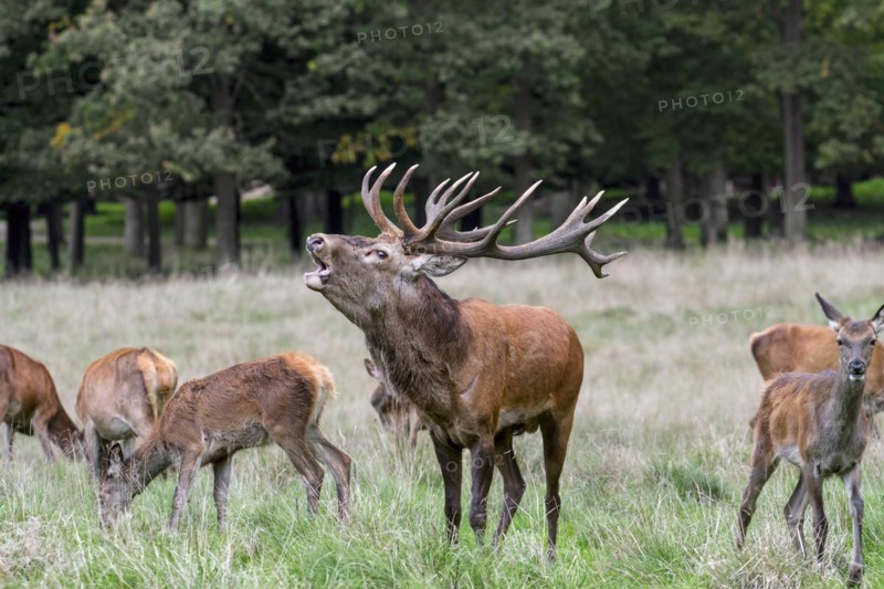 Red deer