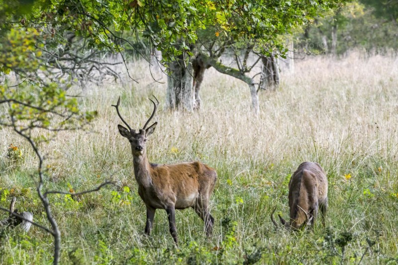 Two year old red deer