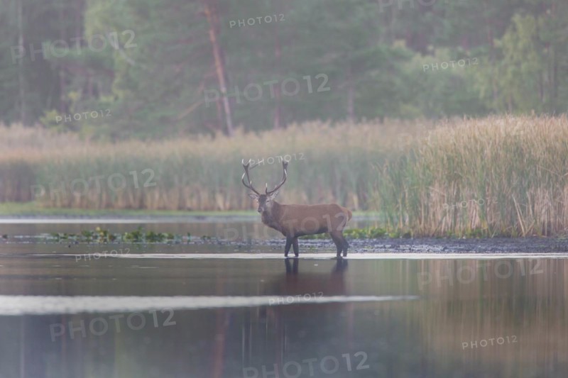 Solitary red deer
