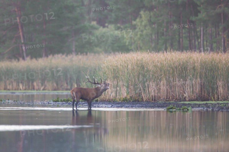 Solitary red deer stag standing in shallow water of lake