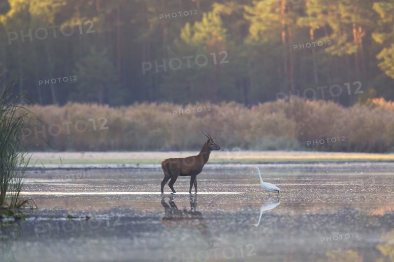 Solitary red deer