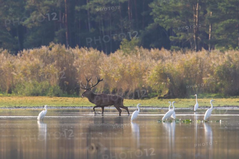 Solitary red deer