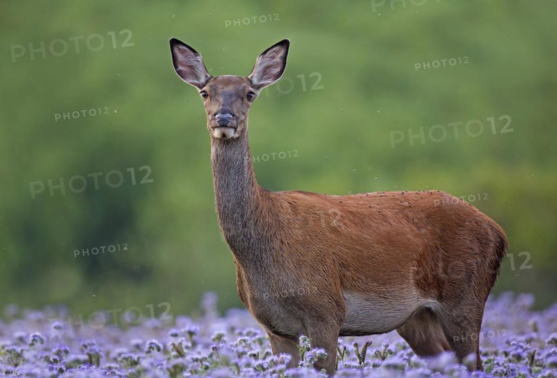 Flies on red deer