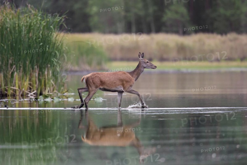 Red deer