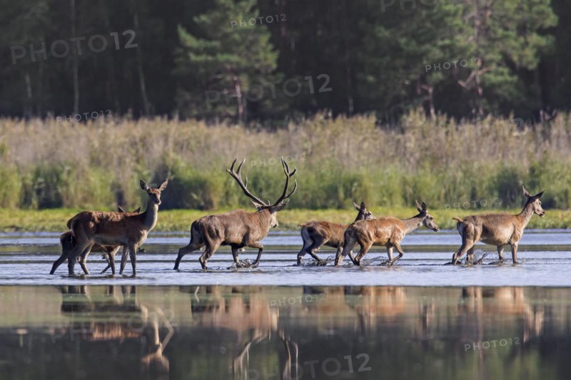 Red deer