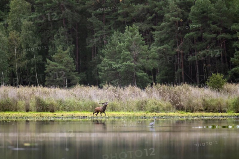Red deer