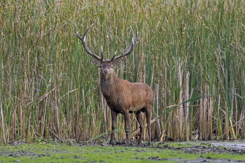 Red deer