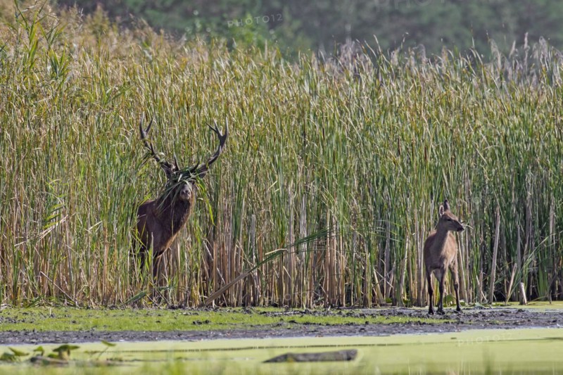 Red deer